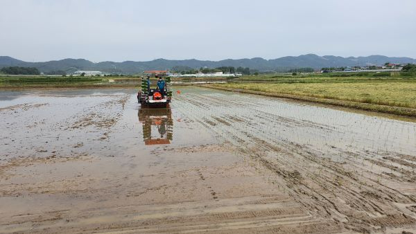 익산시 전체벼농가 70%스마트 모심기농법으로 70억 비용절감 축소.jpg